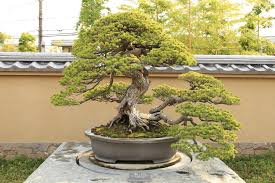 how to care for outdoor bonsai trees