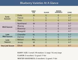 Blueberry Varieties Blueberry Varieties Blueberry Bushes