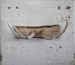 antlers on the wall antler wall decor