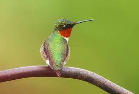 Ruby Throated Hummingbirds