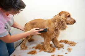 Our son was having a lot of dander on his back near the base of his tail. How To Use Dog Clippers Dog Grooming Cesar S Way