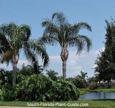 It also has large clusters of orange berries that are very attractive, as they hang from the tree. Queen Palm