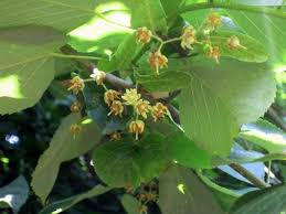 Here are 11 good choices if you are looking for a tree to add fragrance to your landscape. The Fragrant Linden Tree Tilia Kevin Lee Jacobs