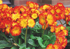 top 10 winter bedding plants thompson