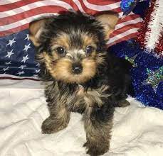 « » press to search craigslist. I Have A Lovely Litter Of 4 Gorgeous Yorkie Puppies 2 Girls And 2 Boys San Diego For Sale Sacramento Pets Dogs