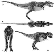 This guide shows all dinosaur bones in rdr2.dino bones are a type of collectible and are needed. Estimating Mass Properties Of Dinosaurs Using Laser Imaging And 3d Computer Modelling