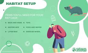 how to care for a pet rat in 2021 we