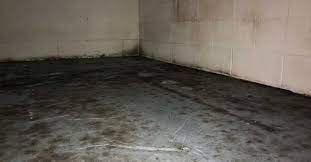 Mold Growth On Concrete How It