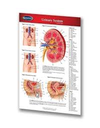 Urinary System Medical Pocket Chart Quick Reference Guide