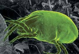 dust mites and carpet cleaning