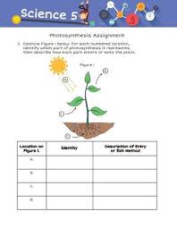 Identify Which Part Of Photosynthesis