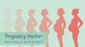 Pregnancy Tracker How Big Is Your Baby Infographic San