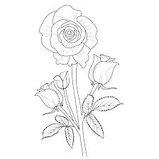 rose flower drawing for kids pencil