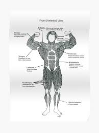 Anatomy Diagram Muscle Chart Front Poster