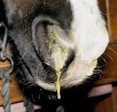 why-is-my-horses-nose-running