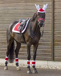 Weihnachtsoutfit pferd