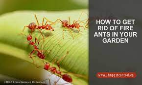 Get Rid Of Fire Ants In Your Garden