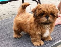 There are 266 shitzu puppy dog for sale on etsy, and they cost $14.14 on average. 4 Best Shih Tzu Breeders In Ohio 2021 We Love Doodles