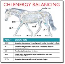 Acupressure And Anxiety In Dogs And Horse Dr Pat Bona