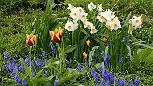 Spring Flowering Bulbs Garden Gate