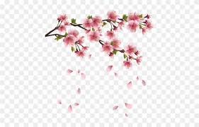 1590 x 1528 png 297 кб. Ranuncula Clipart Cherry Blossom Cherry Blossom Leaves Png Free Transparent Png Clipart Images Download