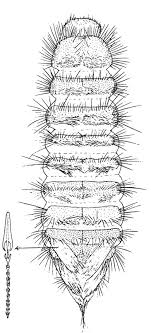 hairs on larder beetle larvae all you