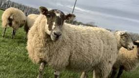 what-is-the-natural-color-of-a-sheep