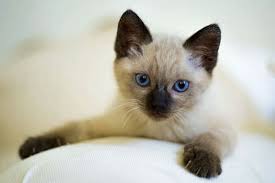 As such, they shed little and are. Do Siamese Cats Shed The Truth About Hypoallergenic Cats Traveling With Your Cat