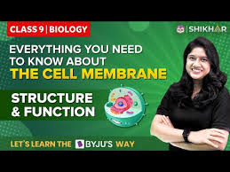 cell wall and cell membrane structure