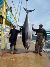 Последние твиты от tuna (@iamtunamusic). 708 Lb Bluefin Tuna Sets Va State Record Chesapeake Bay Magazine