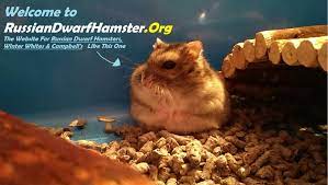 Russian Dwarf Hamster Care The 1