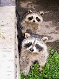 Discuss the issue with a professional. Raccoon Prevention Exclusion