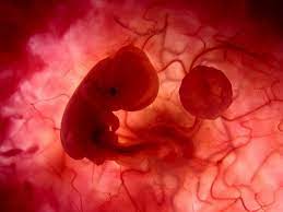Βάζουν βλαστοκυττάρα σε αναπτυσσόμενα έμβρυα! - ΤΟ ΒΗΜΑ