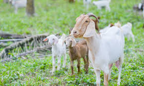 new approach to deworming your goats