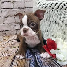 boston terrier puppies pittsburgh pa
