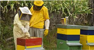Resultado de imagen para apicultura