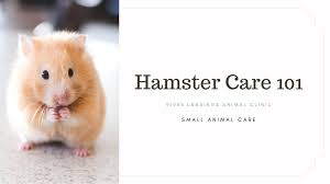 Remember to always supervise your hamster when he or she is out of their habitat. Hamster Care 101 River Landings Animal Clinic In Bradenton Florida