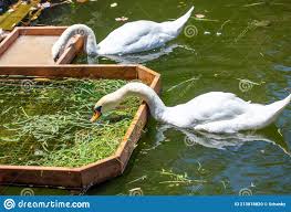 Do Swans Eat Meat?