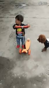 dog scooting gifs get the best gif on
