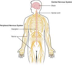 Information conveyed through the nervous system moves along networks of cells called neurons. Wikipremed
