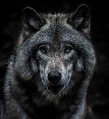 Wolf Wallpapers: Free HD Download [500+ ...