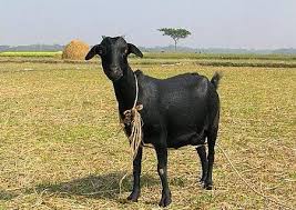 Black Bengal Goat Characteristics Learn Natural Farming