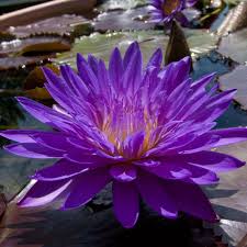 ultra violet water lily pre order