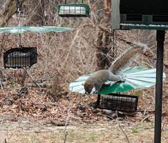best hanging squirrel baffle birdseed