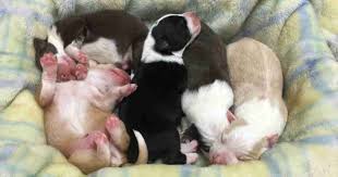 With a mother normally never giving birth to more than 12 puppies, so six. Help My Dog Is Having Puppies What To Do Walkerville Vet