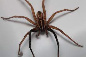 wolf spider insects