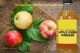 apple cider vinegar help with dog fleas