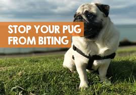 If your puppy gives teeth on skin, stand up and walk away, breaking interaction. How To Stop A Pug Biting 12 Methods To Stop Puppy Bites