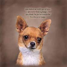 Chihuahuas remained a rarity until the early 20th century and the american kennel club. Chihuahua Poetic Portraits The Danbury Mint Chihuahua Love Chihuahua Quotes Chihuahua