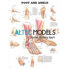 Foot And Ankle Anatomical Chart Foot And Ankle Anatomical
